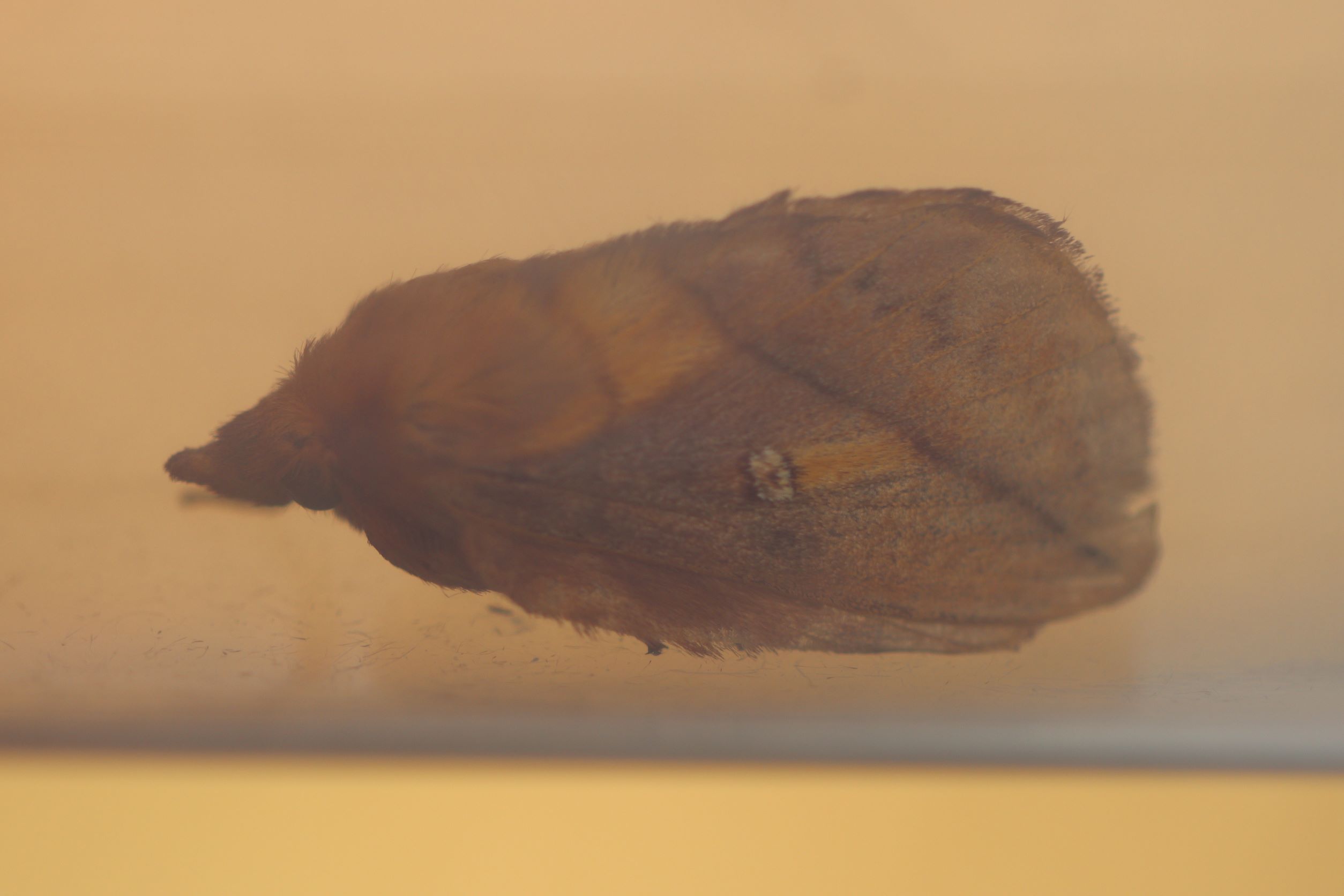 Photo of Drinker (Euthrix potatoria)